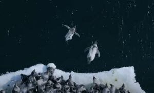 penguins jumping off ice cliff